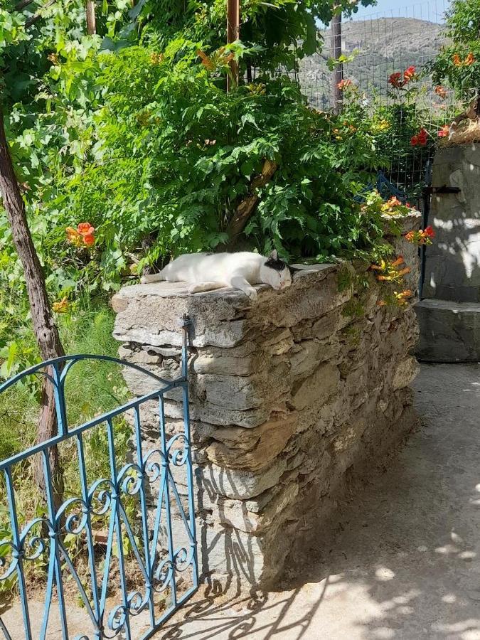 Casa Di Patouria , Stenies Andros Apikia  外观 照片